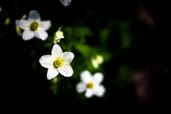 White Petals I Canvas Art - Beth Wold (24 x 36)