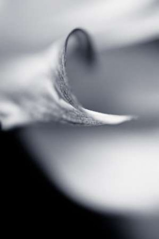 White Petals II Canvas Art - Beth Wold (24 x 36)
