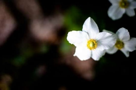 White Petals II Canvas Art - Beth Wold (24 x 36)