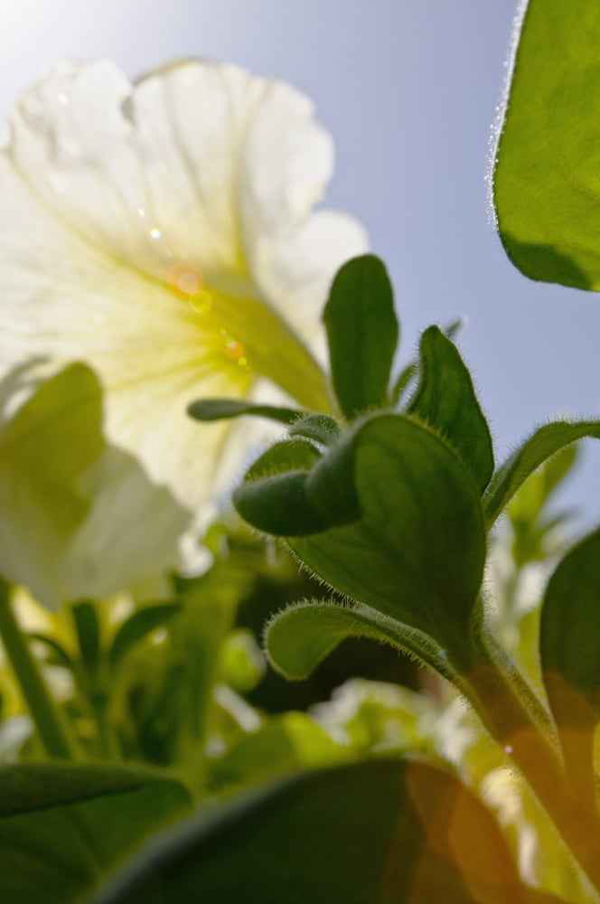 White Petunia Bright Sunlight Creating Sunflare Canvas Art - Ray Laskowitz Design Pics (24 x 38)