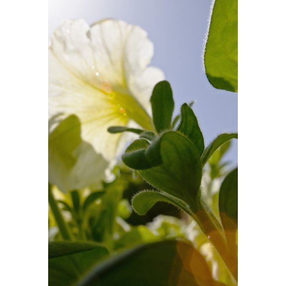 White Petunia Bright Sunlight Creating Sunflare Canvas Art - Ray Laskowitz Design Pics (24 x 38)