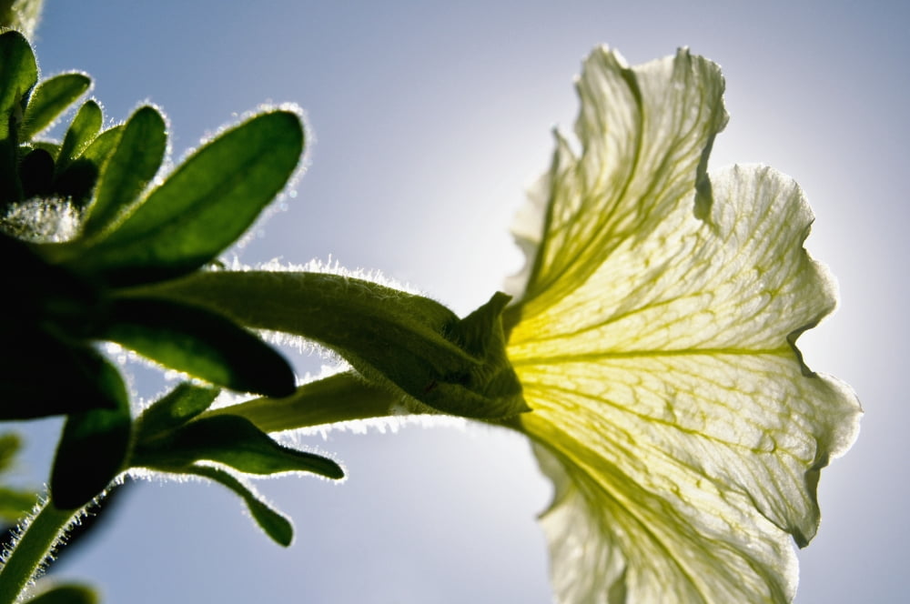 White Petunia Sunlight Shining Through Blossom Canvas Art - Ray Laskowitz Design Pics (19 x 12)
