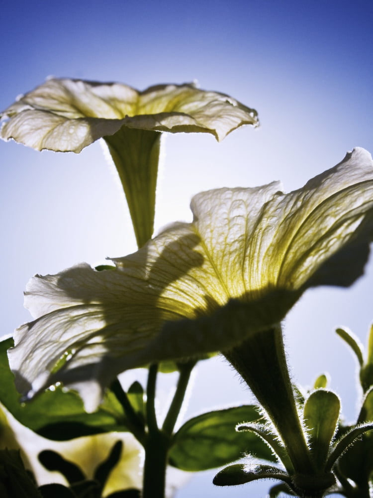 White Petunias Sunlight Shining Through Blossoms Reaching Toward Sky Canvas Art - Ray Laskowitz Design Pics (13 x 17)