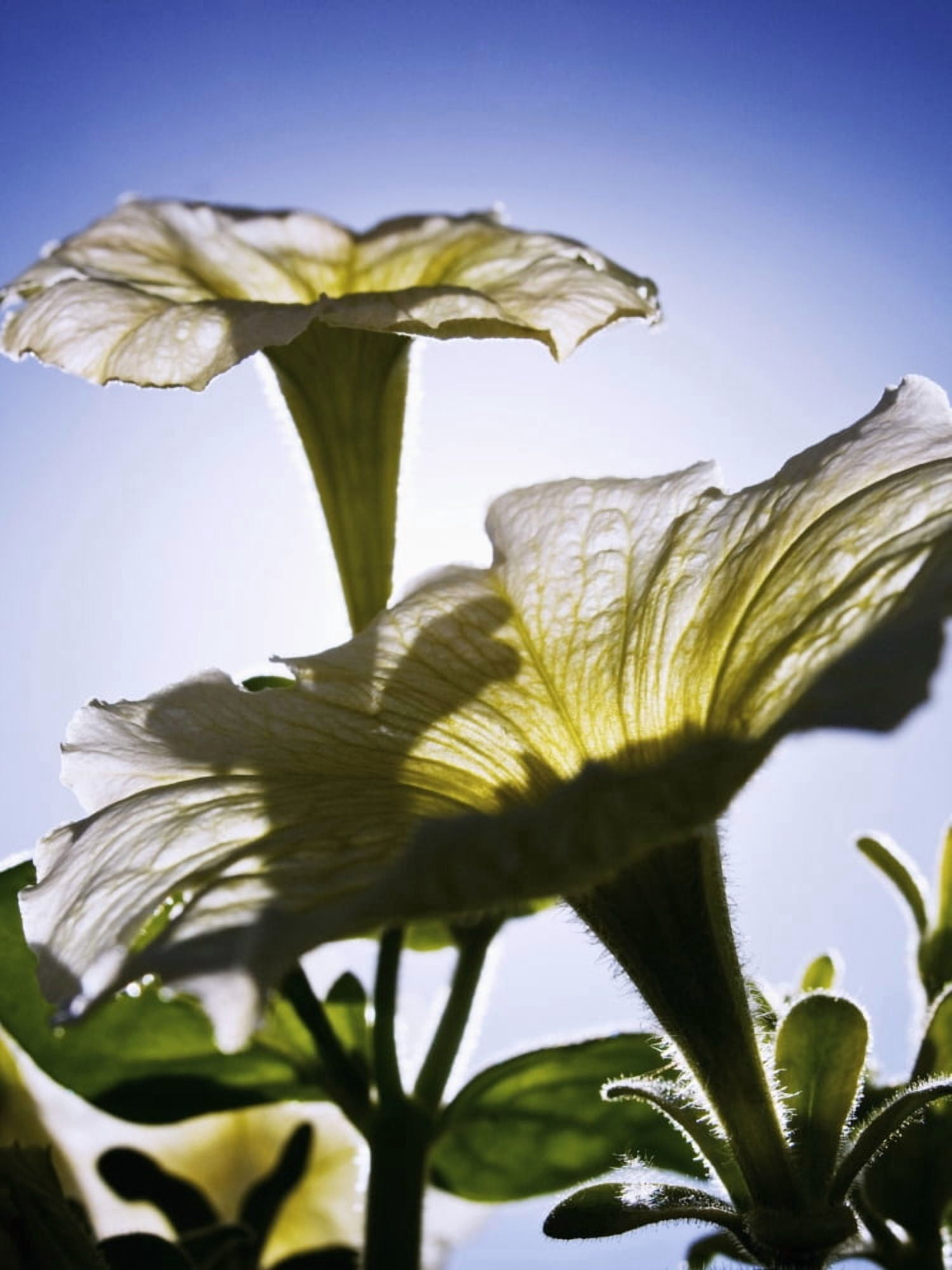 White Petunias Sunlight Shining Through Blossoms Reaching Toward Sky Canvas Art - Ray Laskowitz Design Pics (26 x 34)