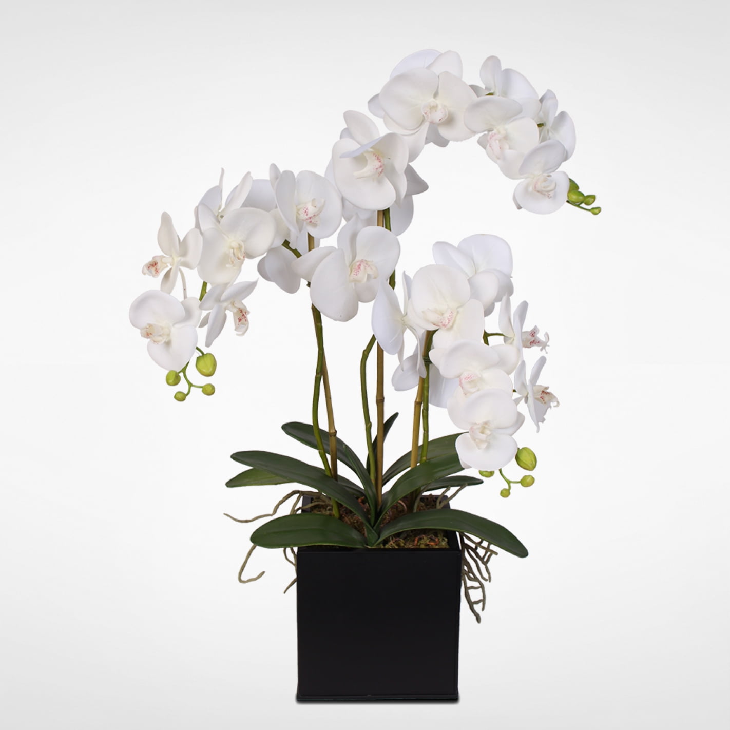 White Silk Orchid Arrangement in Black Metal Planter