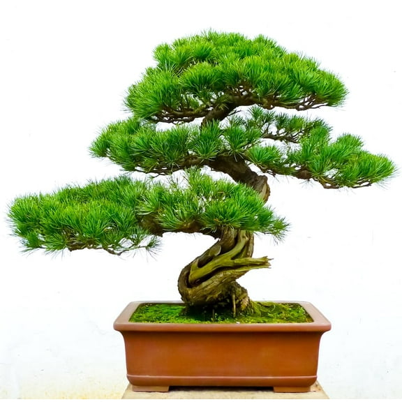 White Pine Bonsai Tree Seeds for Planting (30 Seeds)