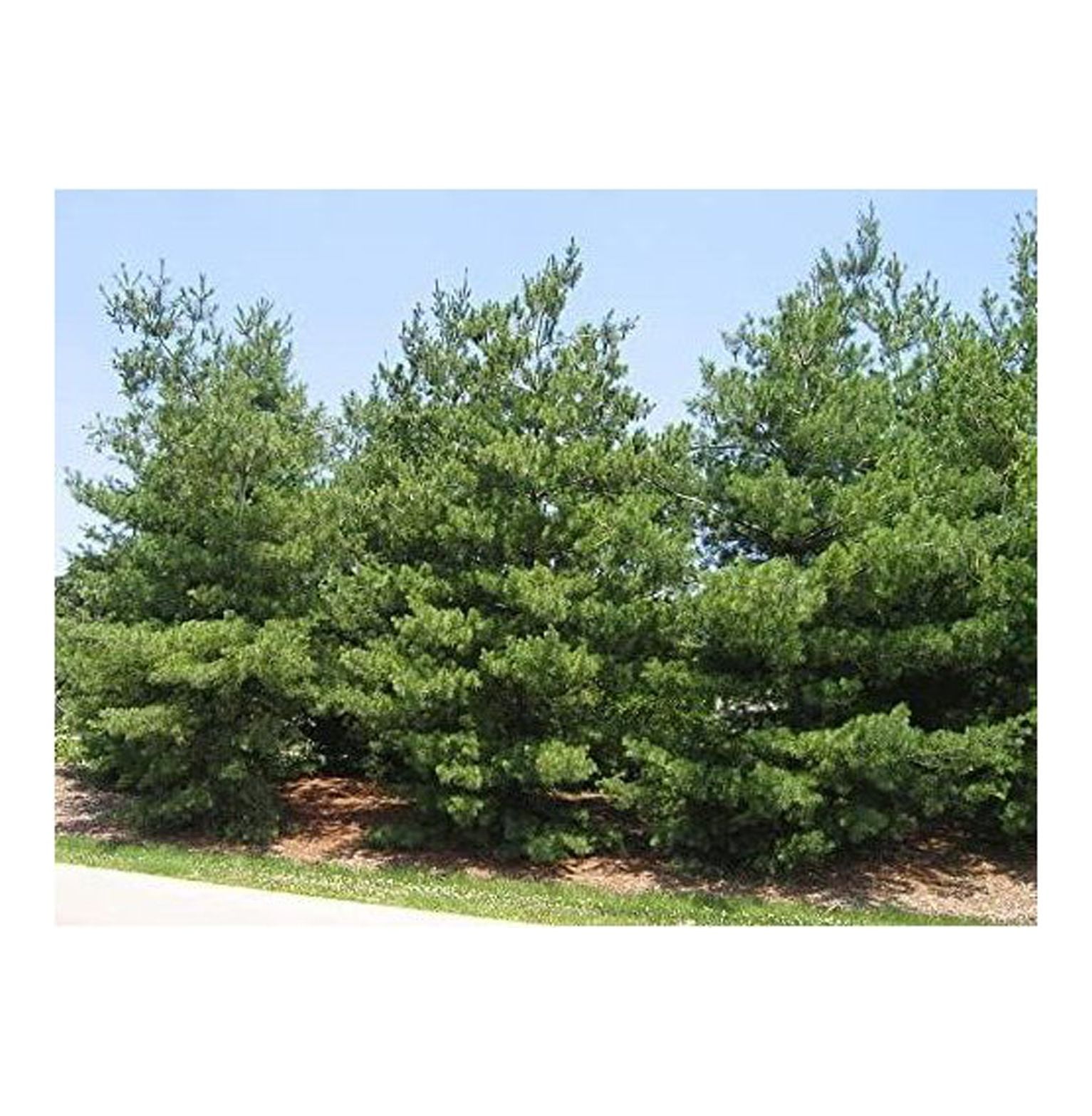 White Pine Pinus strobus Pine Tree Seeds for Planting 150 Seeds