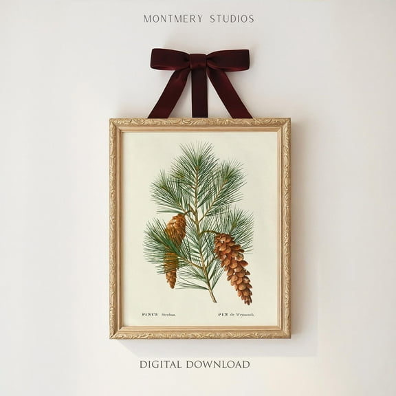 White Pine Print Poster, Pinecone Print Poster, Pine Illustration, White Pine Cones , Pinecone Branch, Vintage Pine Cone Print Poster, Ch Warm Present Vintage UNFRAMED Poster Size 16x24