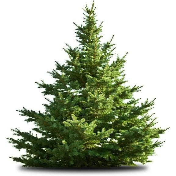 White Pine Tree Seedlings for Planting - Evergreen Tree Seedlings - Landscaping or Wind Block Trees (3 Seedlings) - No Ship to California