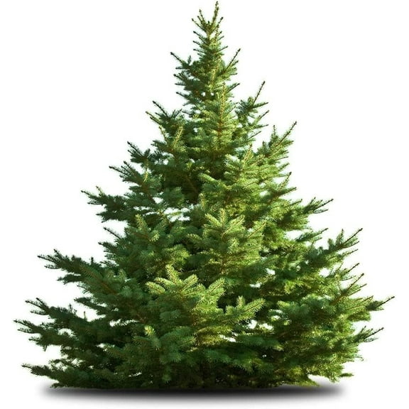 White Pine Tree Seedlings for Planting - Evergreen Tree Seedlings - Landscaping or Wind Block Trees - No Ship to California (10 Seedlings)