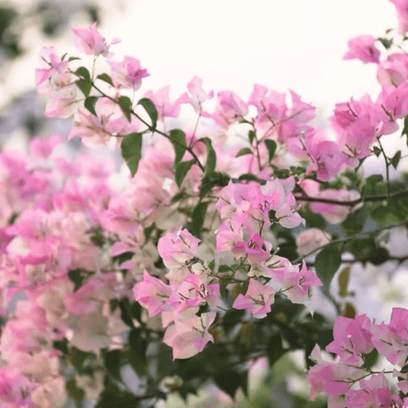 White Pink Bougainvillea Live Plant, Bougainvillea Flower Vine 6-8 Inches, Bougainvilleas for Outdoor Garden