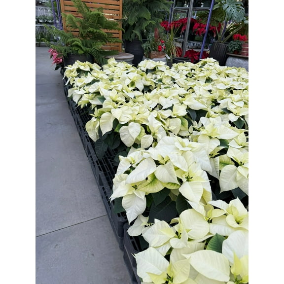 White Poinsettia 8" Pot (Pack of 4)