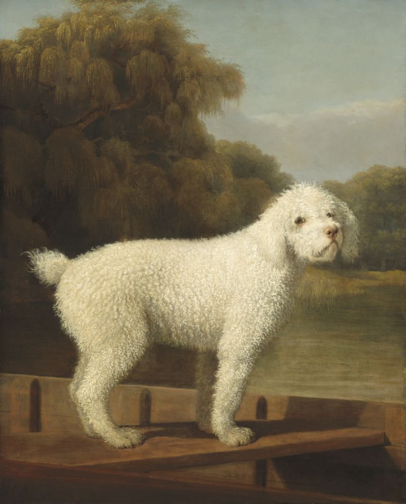 White Poodle In A Punt Canvas Art - (18 x 24)
