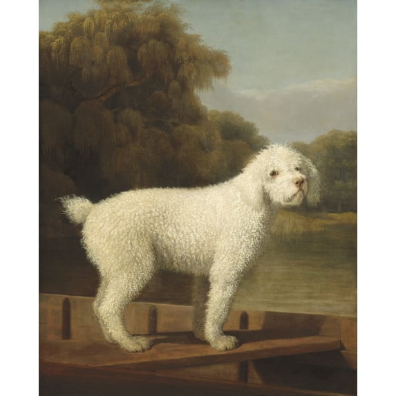 White Poodle In A Punt Poster Print (24 x 36)