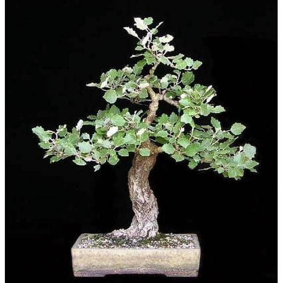White Poplar Bonsai Tree Forest Cuttings to Grow - Easy to Grow Indoor or Outdoor Bonsai Plants - Made in USA