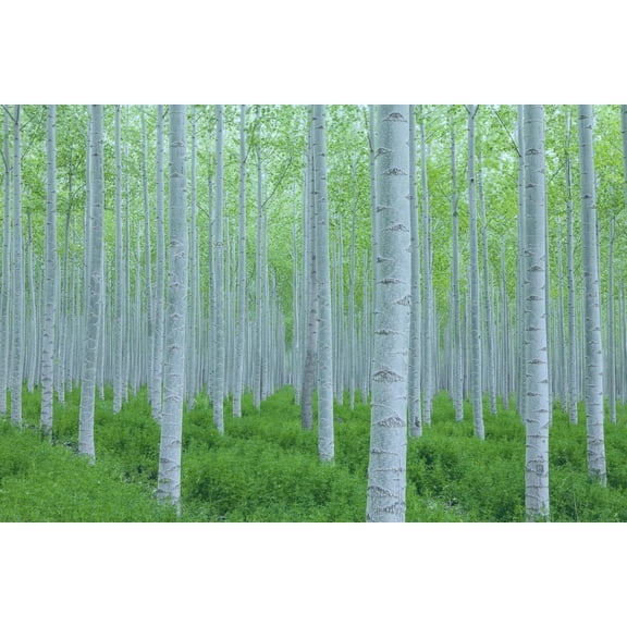 White Poplar Seeds for Planting - 30 Seeds - Stunning White Leaf Tree - Fast Growing Tree