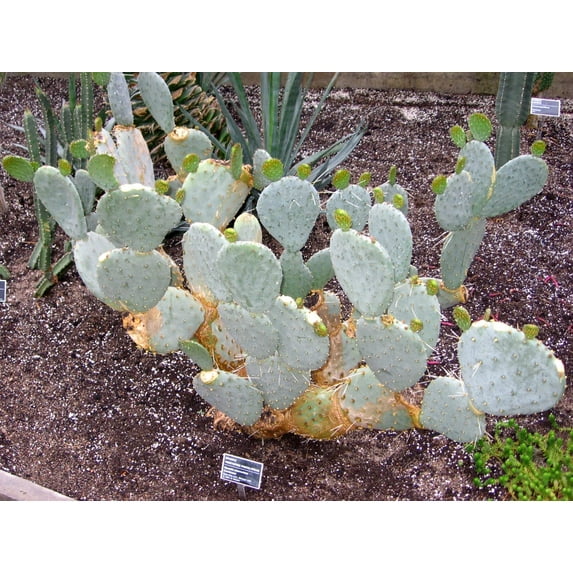 CZ Grain Exotic White Prickly Pear Cactus Planting Seeds