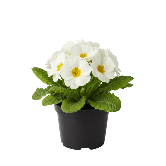 White Primrose Plant 4-8'' Tall, Live Flowering Plant, Bright Blooms, Cold Hardy for Planting Indoor Outdoor