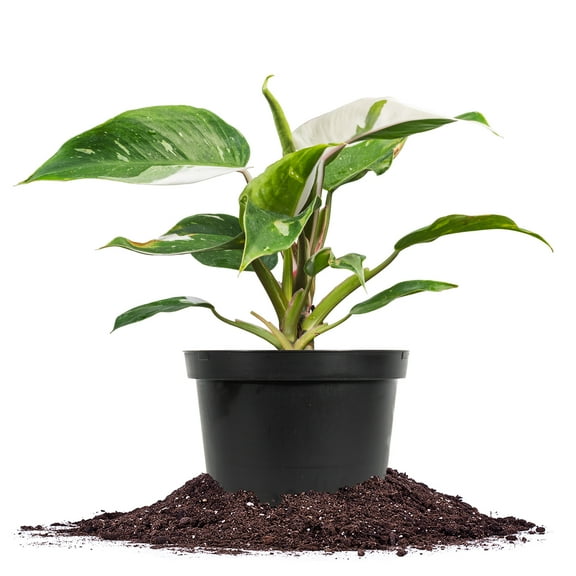 White Princess Philodendron in 6in. Grower's Pot - Large and Fully Rooted - Striking Variegation
