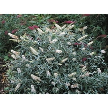 White Profusion Butterfly Bush (Buddleia) Deciduous Flowering Potted Starter Shrub (1-Pack)