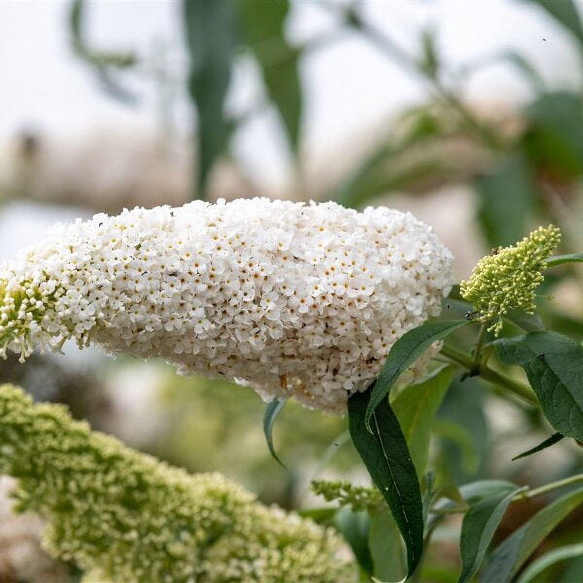 White Profusion Butterfly Bush