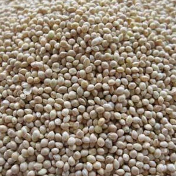 White Proso Millet - 1 OZ ~5,000 Seeds - Non-GMO, Open Pollinated - Millet Grain Seeds - Birdseed - Feed