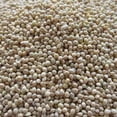 thumbnail image 1 of White Proso Millet - 5 LB ~400,000 Seeds - Non-GMO, Open Pollinated - Millet Grain Seeds - Birdseed - Feed, 1 of 2