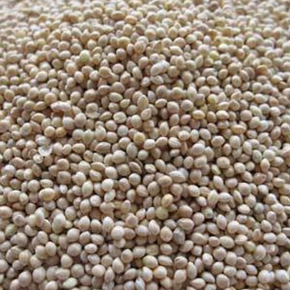 White Proso Millet - 5 LB ~400,000 Seeds - Non-GMO, Open Pollinated - Millet Grain Seeds - Birdseed - Feed