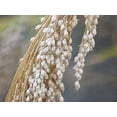 thumbnail image 1 of White Proso Millet Seed - 5 Lbs., 1 of 1