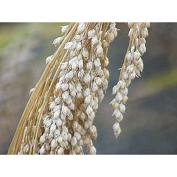 White Proso Millet Seed - 5 Lbs.