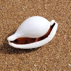 White Rabbit Conch Shell 8 to 9cm Natural Aquarium Decor Marine Specimen Coastal Ornament for Display Craft or DIY Use