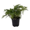 thumbnail image 1 of White Rabbit's Foot Fern 4" pot - Davallia, 1 of 2