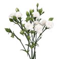 thumbnail image 1 of White Rafines - Farm Direct Fresh Cut Flowers - 150 Stems, 1 of 5
