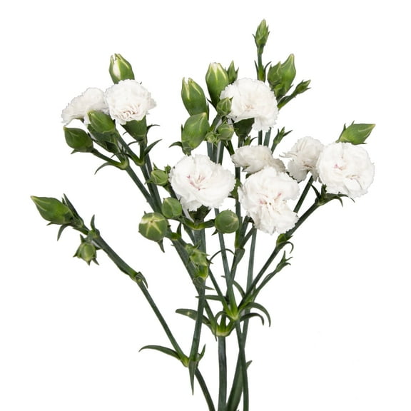 White Rafines- Fresh Cut - 300 Stems