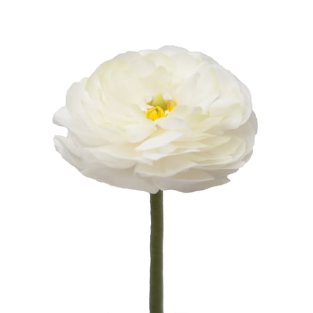 White Ranunculus - 30 Farm Direct Fresh Cut Flowers - 300 Stems - Ranunculus - by Bloomingmore