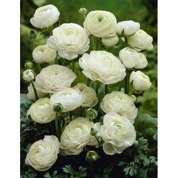 White Ranunculus Bulbs for Planting, Beautiful Long Lasting Flowers (5 Bulbs)
