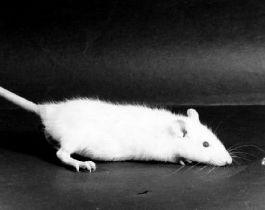 White Rat Canvas Art -  (18 x 24)