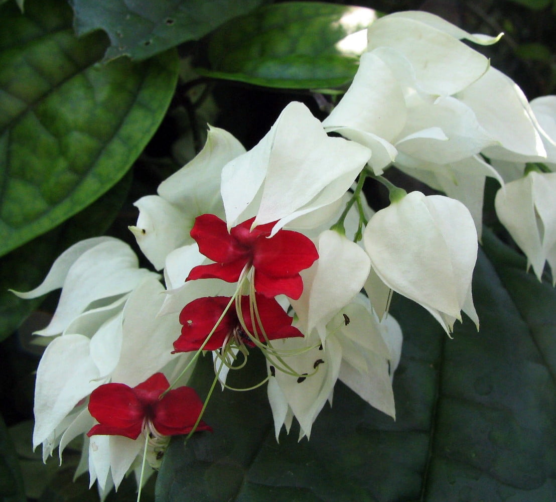 White & Red Bleeding Heart Vine Plant - Clerodendrum - Indoors/Out - 4" Pot