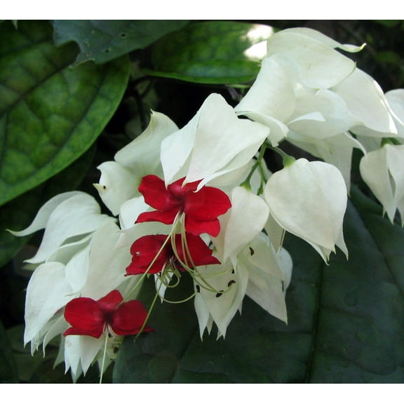 White & Red Bleeding Heart Vine Plant - Clerodendrum - Indoors/Out - 4" Pot