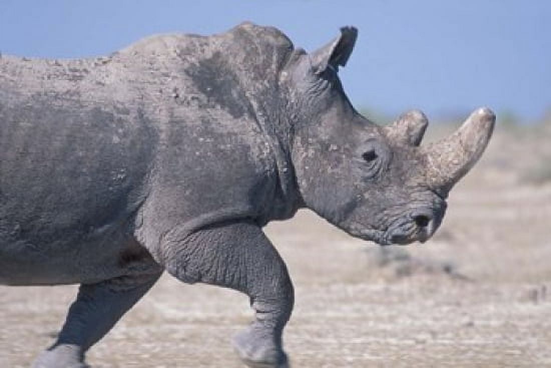 White Rhino Running Etosha Salt Pan Etosha National Park Namibia Canvas Art - Paul Souders DanitaDelimont (36 x 24)