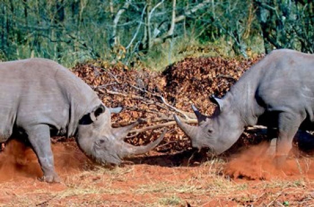 White Rhino Square Lipped Rhino Kruger South Africa Canvas Art - Miva Stock  DanitaDelimont (32 x 21)
