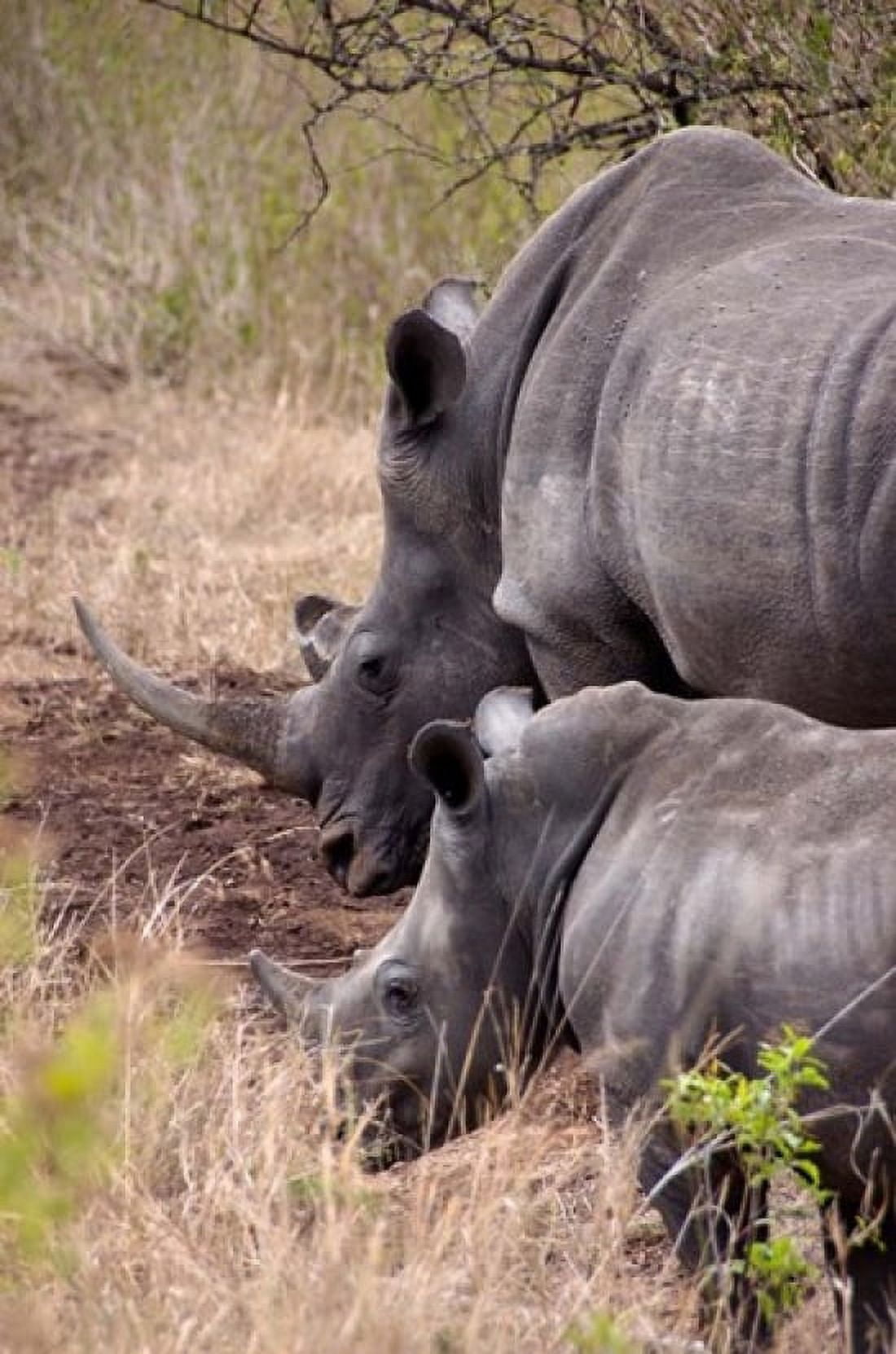 White Rhino in Zulu Nyala Game Reserve Kwazulu Natal South Africa Canvas Art - Lisa S Engelbrecht DanitaDelimont (12 x 17)