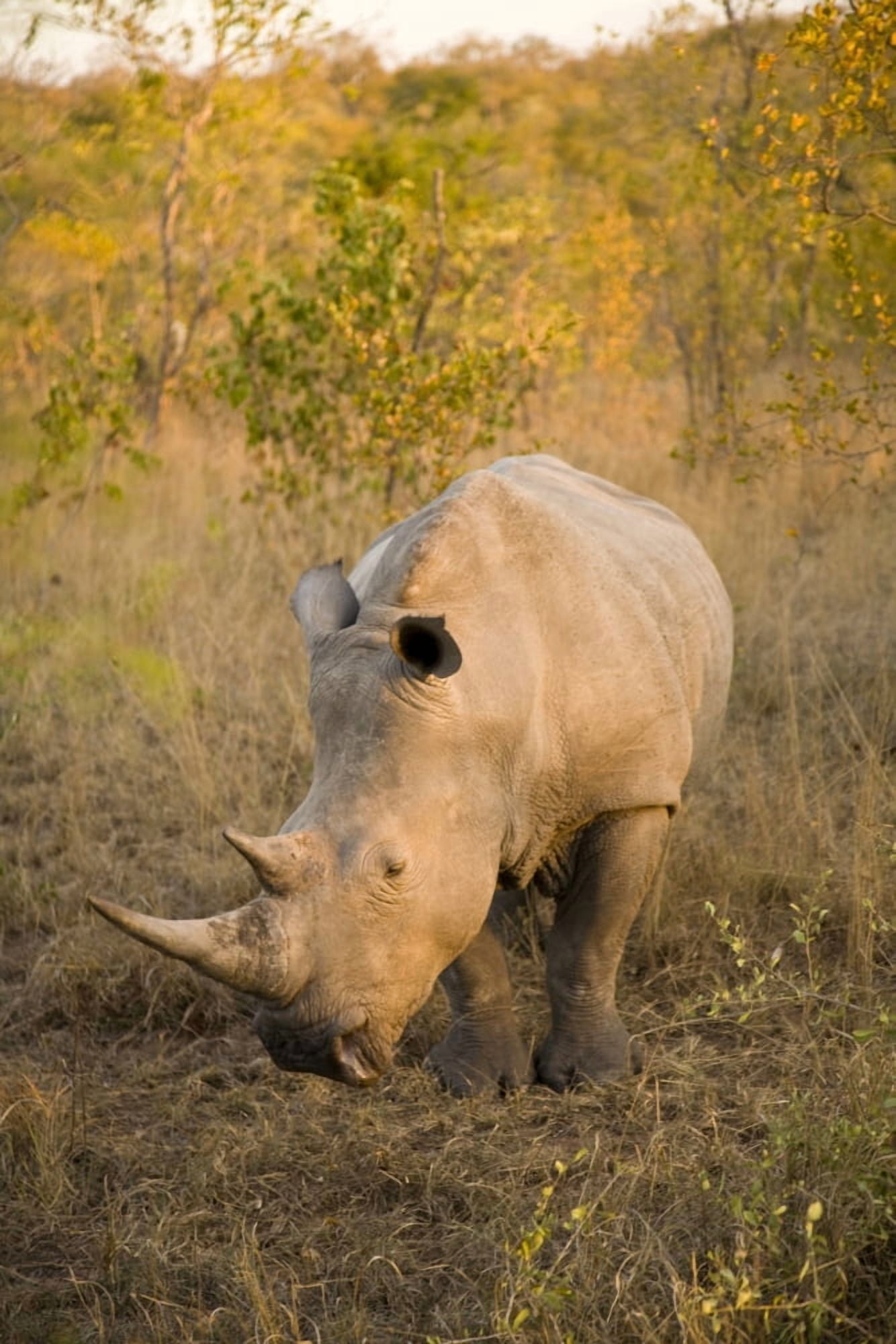 White Rhinoceros (Ceratotherium Simum) Arathusa Safari Lodge Sabi Sand Reserve Mpumalanga South Africa Africa Canvas Art - Stuart Westmorland  Design Pics (12 x 18)