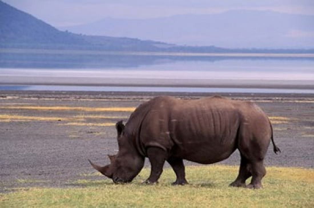 White Rhinoceros Lake Nakuru National Park Kenya Canvas Art - Gavriel Jecan DanitaDelimont (35 x 24)