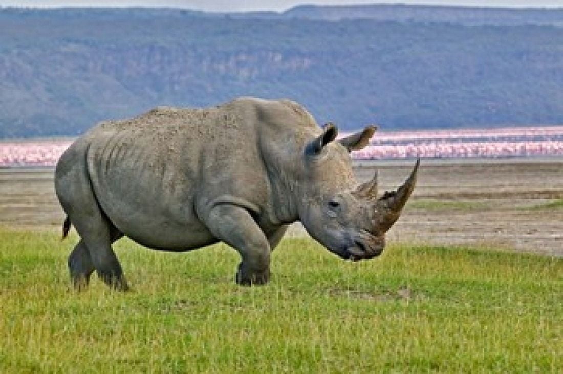 White Rhinoceros and Lesser Flamingos Lake Nakuru National Park Kenya Canvas Art - Adam Jones DanitaDelimont (24 x 15)