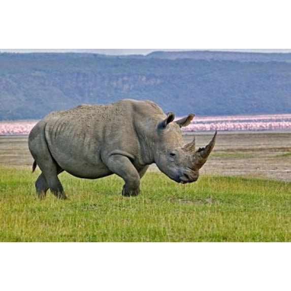 White Rhinoceros and Lesser Flamingos, Lake Nakuru National Park, Kenya Poster Print by Adam Jones (35 x 24)