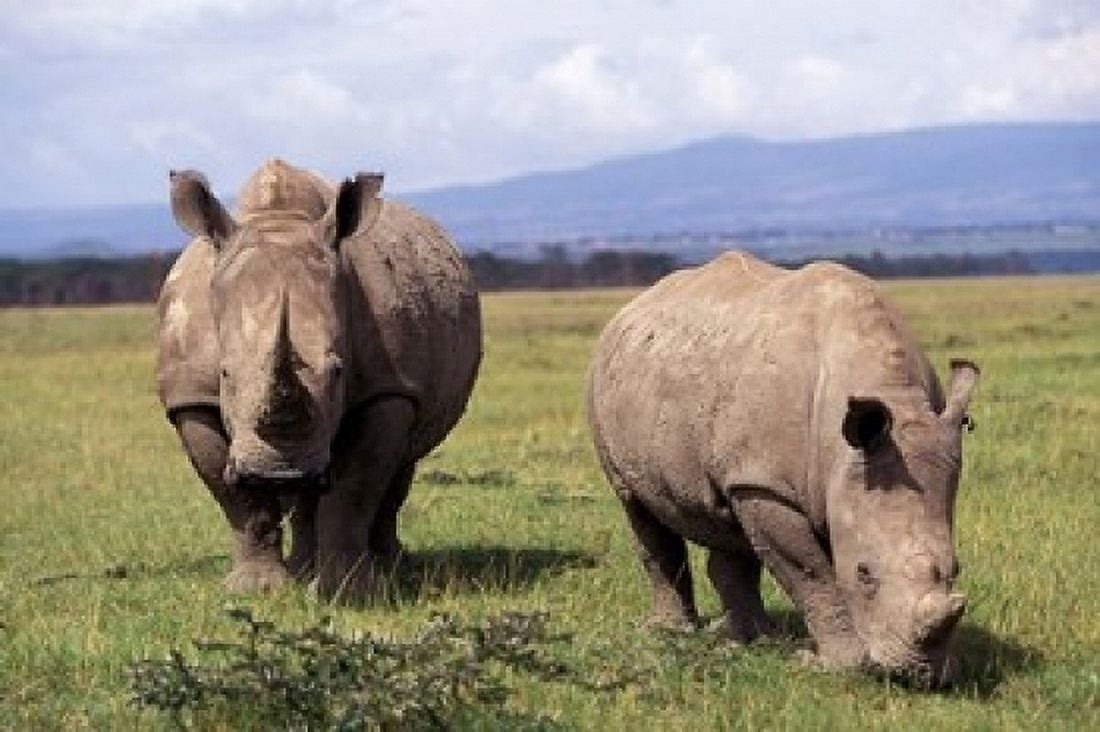 White Rhinoceros grazing Lake Nakuru National Park Kenya Canvas Art - Adam Jones DanitaDelimont (24 x 15)