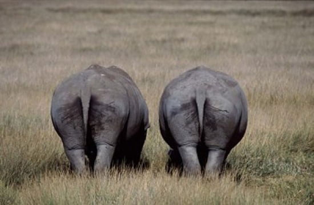 White Rhinos in Lake Nakuru National Park Kenya Canvas Art - Charles Sleicher DanitaDelimont (35 x 23)
