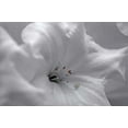 thumbnail image 1 of White Rhodies I Poster Print by Rita Crane (24 x 36), 1 of 1