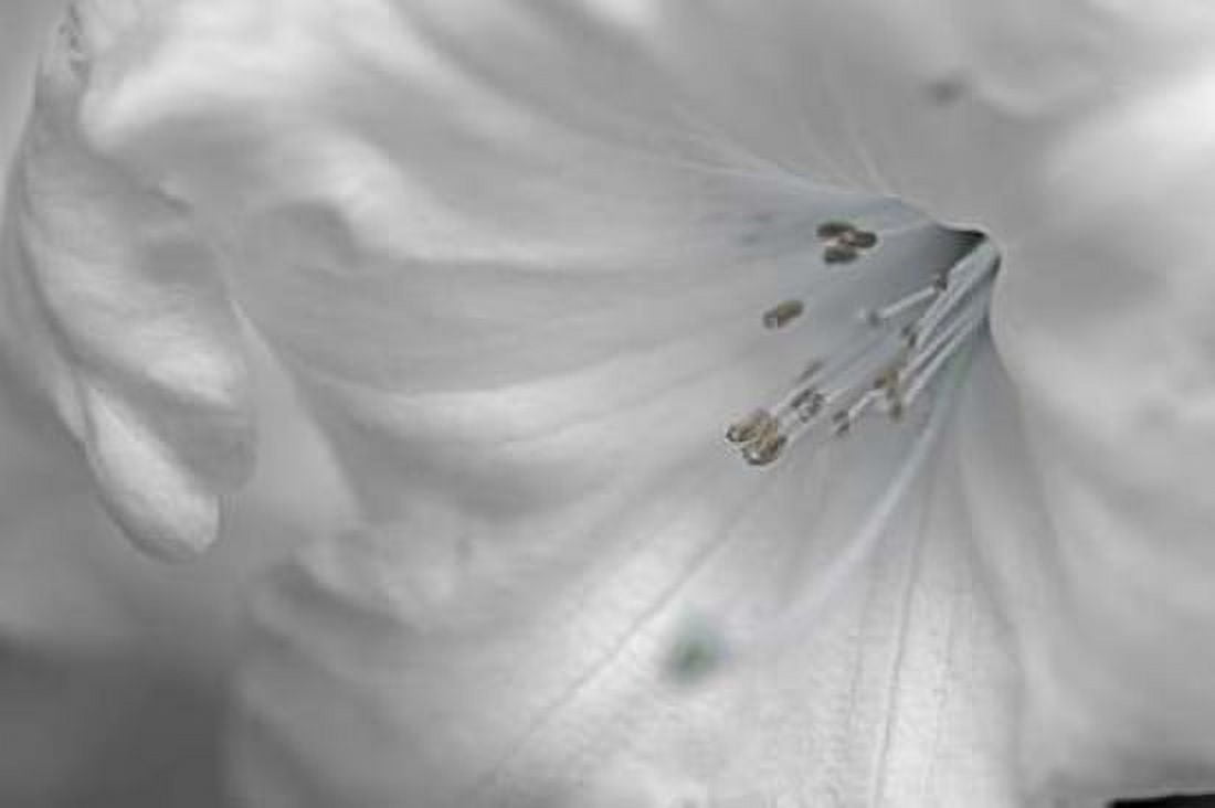 White Rhodies II Canvas Art - Rita Crane (12 x 18)